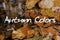 Autumn Leaves in Brook. Autumn Colors Concept Wallpaper.