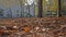 Autumn leaves on the Champs ElysÃ©es in Paris