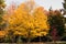 Autumn Leaves Changing Colors Southwestern Ontario