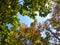 Autumn leaves of chestnuts against the blue sky. View from below