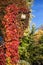 Autumn Leaves of Climbing Plant on Park Lamp