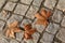 Autumn leaves on a cobble path