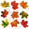 Autumn leaves collection