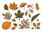 Autumn leaves. Collection seasonal forest leaves. Vector illustration. Isolated colored hand drawing .