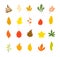 Autumn leaves collection. Tree leaf fall, flat marple yellow orange foliage. Season forest icons, isolated botanical