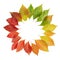Autumn leaves color gradient circle composition isolated on white