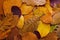 Autumn Leaves Colorful Background. Autumn Concept Wallpaper.