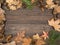 Autumn leaves, cones, branches, tree bark on a wooden table