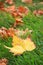 Autumn leaves in cornor of Kensington park in London