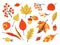 Autumn leaves. Decoration hand drawn elements for fall greeting and invitation cards, cartoon garden elements. Vector