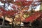 Autumn leaves at Engaku temple