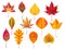 Autumn leaves. Fallen leaf, dry fall leafy litter and falling october nature leaves isolated vector set