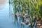 Autumn leaves floating near sedge grass growing in pond