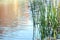 Autumn leaves floating near sedge grass growing in pond.