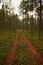 Autumn leaves in the footpath in the forest