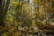 Autumn leaves in forest in bavarian alps