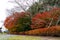 Autumn leaves garden focus big red maple trees ,red bushed colour along the walk way in front in garden ,autumn season at Nagoya,