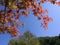 Autumn leaves in the Garden of morning calm with blue sky background