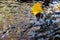Autumn leaves of Ginko tree floating on the water in Japanese garden