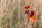 Autumn leaves of grapes. Grapevine in the fall. Nature blurred background. Shallow depth of field. Toned image. Copy space.