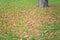 Autumn leaves on grass