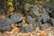 Autumn Leaves and Grey Rocks in Yosemite