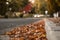 Autumn Leaves on Ground By Curb With Car Driving In Background.