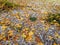 Autumn leaves on the ground and ice rain