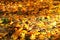 Autumn leaves on the ground. Maple, yellow foliage. Outdoor. Golden fallen landscape