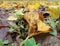 Autumn leaves on the ground. Natural autumn background