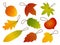 Autumn Leaves Hang Tags