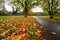 Autumn leaves in Harvington Park, Beckenham, Kent, UK