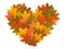 Autumn leaves, heart shaped, colorful foliage, maple, isolated on white background