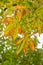 Autumn leaves horse chestnut