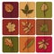 Autumn leaves icon. Red, yellow and green leaves of forest trees. Are used as buttons for web design