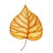 Autumn leaves isolated. Dry leaf. Autumn illustration.