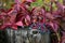 Autumn leaves of ivy on wooden background. Parthenocissus quinquefolia. Virginia Creeper Trail. Virginia Creepers. Bright red leav