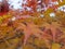 Autumn leaves in japan close up