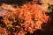 Autumn leaves of Japanese spirea