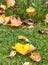 Autumn leaves lying on the lawn,England,uk.