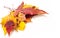 Autumn Leaves Maple, birch, poplar, chestnut, wild cherry, rowa