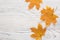 Autumn leaves of Maple on white wooden board with empty space for text or image.  Flat lay