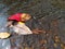 Autumn leaves in natural waterway.