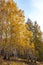 Autumn leaves near birch yellow