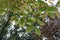 Autumn leaves of the Northern red oak Quercus rubra