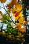 Autumn leaves over forest background