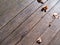 Autumn leaves over wooden boards floor