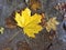 Autumn Leaves on Rainy Sidewalk