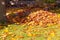 Autumn Leaves Raked into a Pile on a Lawn