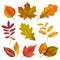 Autumn leaves. Realistic yellow and red fall leaf. Isolates vector set